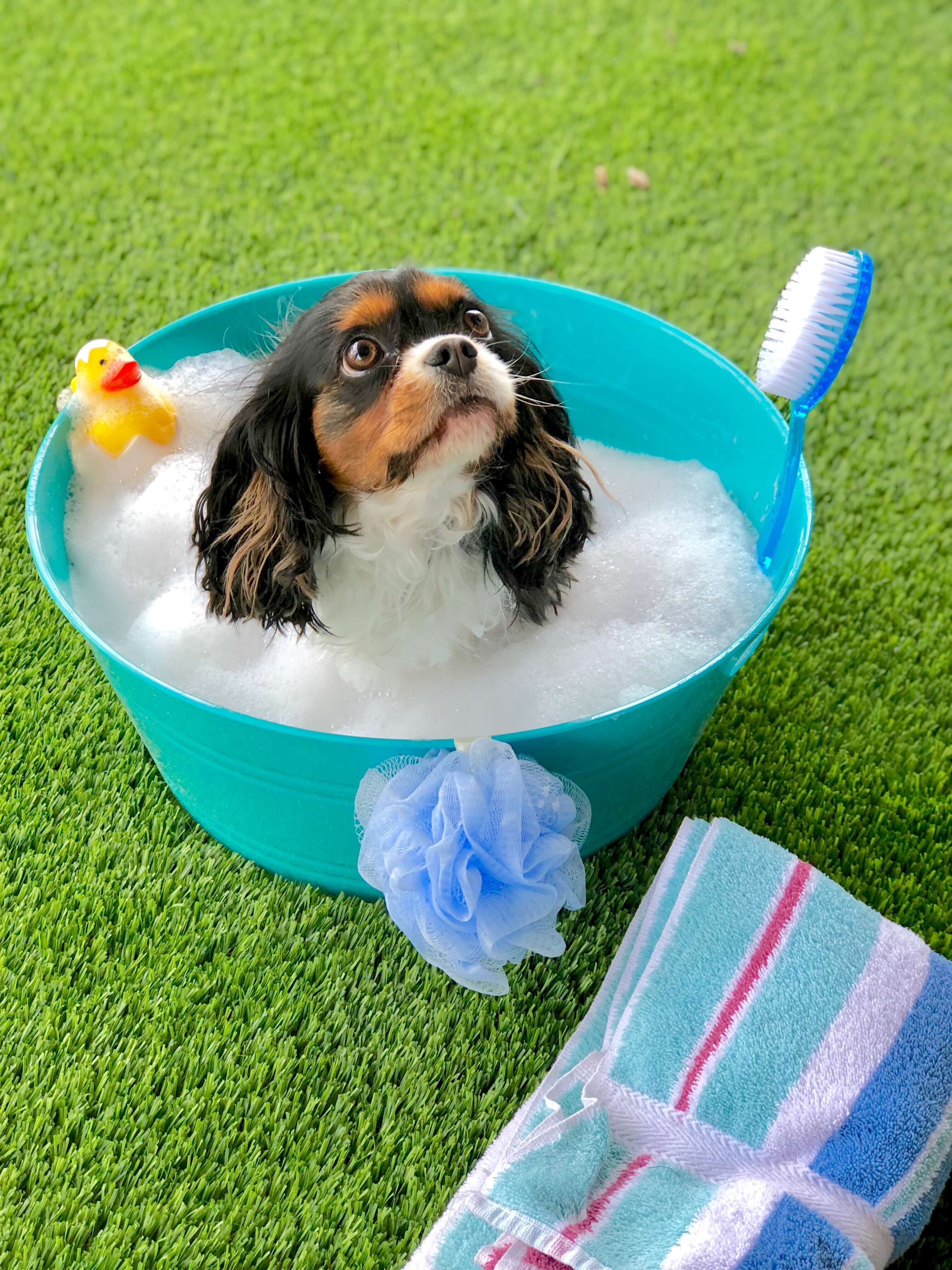 Bath Dog